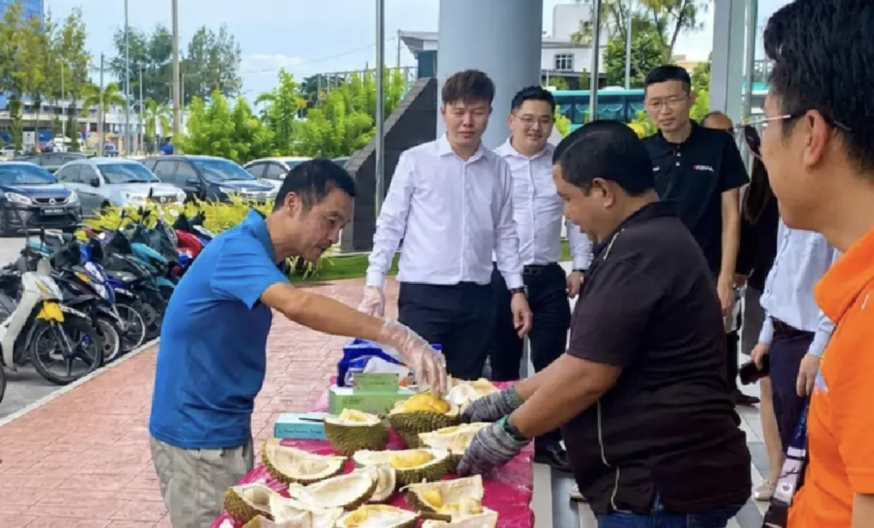 馬國榴槤大豐收　價格腰斬掀盛宴熱潮