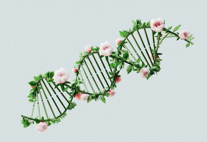 歐盟放寬基因編輯作物規範　學者：台灣不跟進恐削弱農業競爭力