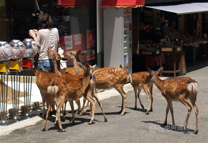 日本奈良鹿數量創新高　疑遊客過度餵食所致